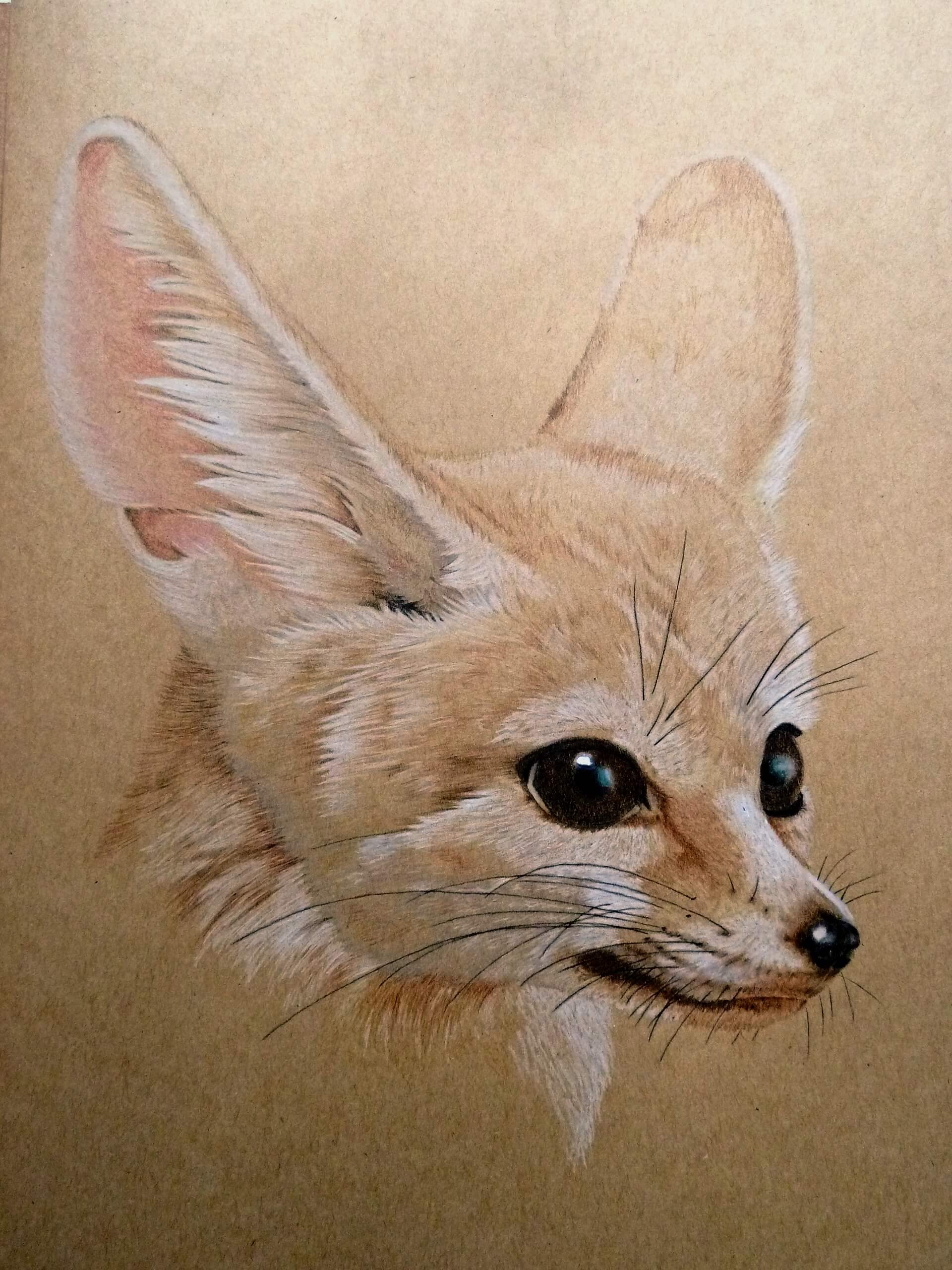 fox